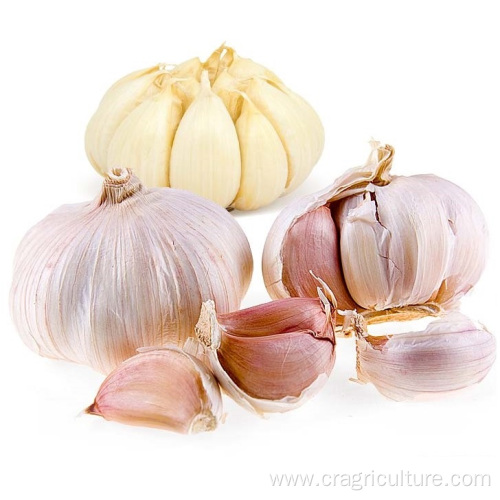 High Quality Gourmet Garlic Bulbs Price